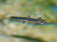La lavre de Salamandre tachetée - 3cm (Salamandra salamandra) - Gîtes Castel de Cantobre, Aveyron, France