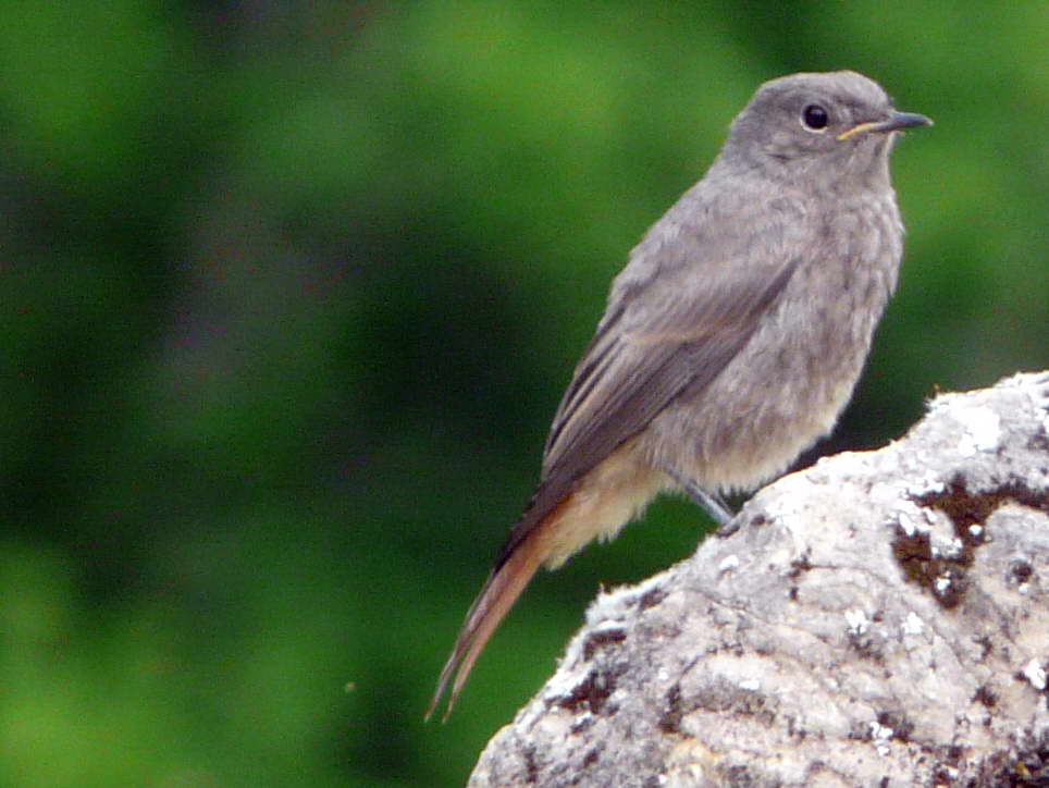 G tes Castel De Cantobre Les Oiseaux Autour De Cantobre