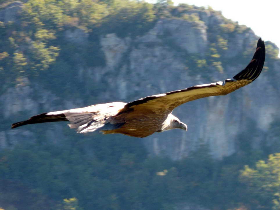 G tes Castel De Cantobre Les Oiseaux Autour De Cantobre