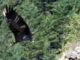 Gypaéte barbu - mâle (Larzac) - Juvénile de 2 mois (Gypaetus barbatus) - Gîtes Castel de Cantobre, Aveyron, France