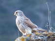 Le Faucon crécerelle (Falco tinnunculus) - Gîtes Castel de Cantobre, Aveyron, France