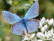 Le Belargus ou Adonis bleu ou Azuré bleu céleste ou Argus bleu céleste (Polyommatus bellargus) - Gîtes Castel de Cantobre, Aveyron, France