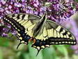 Le Machaon ou Grand porte-queue (Papilio machaon) - Gîtes Castel de Cantobre, Aveyron, France