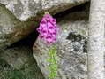 Fleur près de Cantobre - Gîtes Castel de Cantobre, Aveyron, France