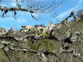 Lichen - G&icirc;tes Castel de Cantobre, Aveyron, France