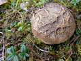 Champignon - G&icirc;tes Castel de Cantobre, Aveyron, France