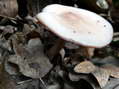 Champignon - G&icirc;tes Castel de Cantobre, Aveyron, France