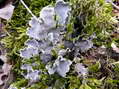 Lichen et mousse - G&icirc;tes Castel de Cantobre, Aveyron, France