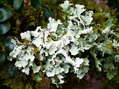 Lichen et mousse - G&icirc;tes Castel de Cantobre, Aveyron, France