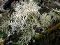 Lichen et mousse - G&icirc;tes Castel de Cantobre, Aveyron, France