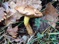 Champignon - G&icirc;tes Castel de Cantobre, Aveyron, France