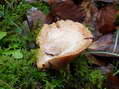 Champignon - G&icirc;tes Castel de Cantobre, Aveyron, France