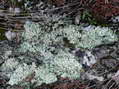 Lichen et mousse - G&icirc;tes Castel de Cantobre, Aveyron, France