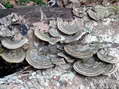 Champignon - G&icirc;tes Castel de Cantobre, Aveyron, France