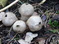 Champignon - G&icirc;tes Castel de Cantobre, Aveyron, France