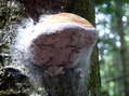 Champignon - G&icirc;tes Castel de Cantobre, Aveyron, France