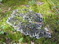 Lichen et mousse - G&icirc;tes Castel de Cantobre, Aveyron, France