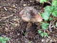 Champignon - G&icirc;tes Castel de Cantobre, Aveyron, France