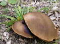 Champignon - G&icirc;tes Castel de Cantobre, Aveyron, France