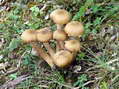 Champignon - G&icirc;tes Castel de Cantobre, Aveyron, France