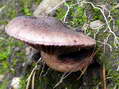 Champignon - G&icirc;tes Castel de Cantobre, Aveyron, France