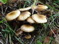 Champignon - G&icirc;tes Castel de Cantobre, Aveyron, France