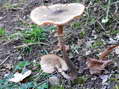 Champignon - G&icirc;tes Castel de Cantobre, Aveyron, France