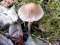 Champignon - G&icirc;tes Castel de Cantobre, Aveyron, France