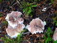 Champignon - G&icirc;tes Castel de Cantobre, Aveyron, France