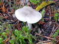 Champignon - G&icirc;tes Castel de Cantobre, Aveyron, France