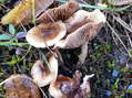 Champignon - G&icirc;tes Castel de Cantobre, Aveyron, France