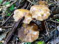 Champignon - G&icirc;tes Castel de Cantobre, Aveyron, France