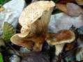 Champignon - G&icirc;tes Castel de Cantobre, Aveyron, France