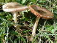 Champignon - G&icirc;tes Castel de Cantobre, Aveyron, France