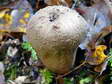 Champignon - G&icirc;tes Castel de Cantobre, Aveyron, France