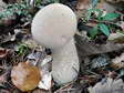 Champignon - G&icirc;tes Castel de Cantobre, Aveyron, France