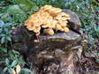 Champignon - G&icirc;tes Castel de Cantobre, Aveyron, France
