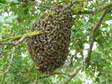 Essaim d’abeilles sauvages - Gîtes Castel de Cantobre, Aveyron, France