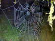 Spider’s web - Gîtes Castel de Cantobre, Aveyron, France