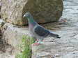 Pigeon de course - perdu (Columba livia) - Gîtes Castel de Cantobre, Aveyron, France