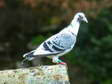 Pigeon biset (Columba livia) - Gîtes Castel de Cantobre, Aveyron, France