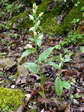 Céphalanthère à grandes fleurs, Céphalanthère blanche ou Helleborine blanche (Cephalanthera damasonium) - Gîtes Castel de Cantobre, Aveyron, France