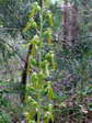 Listère à feuilles ovales, Grande listère ou Listère ovale (Neottia ovata) - Gîtes Castel de Cantobre, Aveyron, France