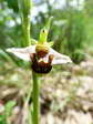 Ophrys abeille (Ophrys Apifera) - Gîtes Castel de Cantobre, Aveyron, France