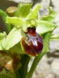 Ophrys litigieux, Ophrys araignée précoce ou Ophrys petite araignée (Ophrys araneola) - Gîtes Castel de Cantobre, Aveyron, France