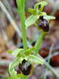 Ophrys litigieux, Ophrys araignée précoce ou Ophrys petite araignée (Ophrys araneola) - Gîtes Castel de Cantobre, Aveyron, France