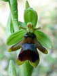 Ophrys d