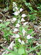 Céphalanthère à longues feuilles ou feuilles en épée (Cephalanthera longifolia) - Gîtes Castel de Cantobre, Aveyron, France
