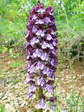 Orchis pourpre, Orchis brun ou Orchis casque (Orchis purpurea) - Gîtes Castel de Cantobre, Aveyron, France