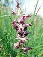 Orchis punaise odorant (Anacamptis coriophora subsp. fragrans) - Gîtes Castel de Cantobre, Aveyron, France